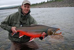 Arctic char httpsuploadwikimediaorgwikipediacommonsthu