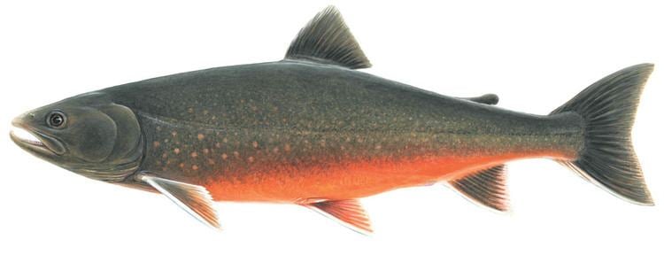 Arctic char Arctic char frozen Frozen