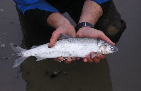 Arctic cisco Arctic Cisco Species Profile Alaska Department of Fish and Game