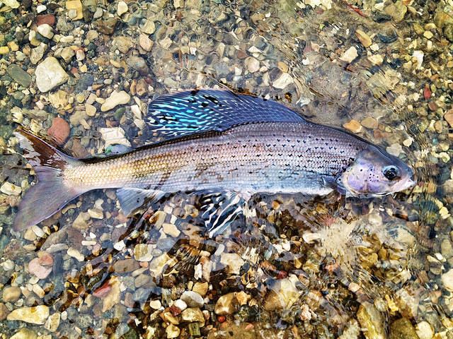 Arctic grayling Arctic Grayling Does Not Warrant Protection Under Endangered Species
