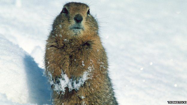 Arctic ground squirrel Arctic ground squirrels unlock permafrost carbon BBC News