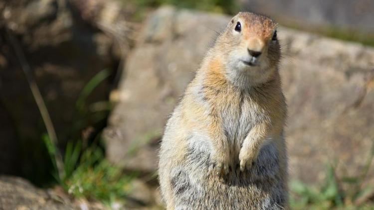 Arctic ground squirrel Arctic Ground Squirrel Spermophilus parryii NatureWorks