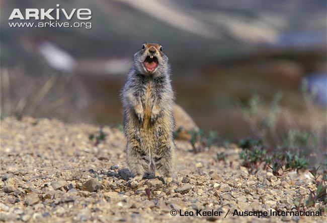 Arctic ground squirrel Arctic ground squirrel videos photos and facts Spermophilus