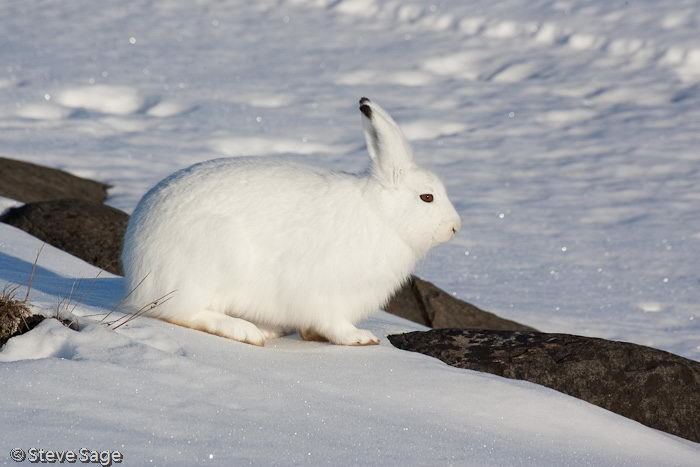 Arctic hare Arctic Hare Facts Enjoy All these Interesting Facts about Arctic Hares