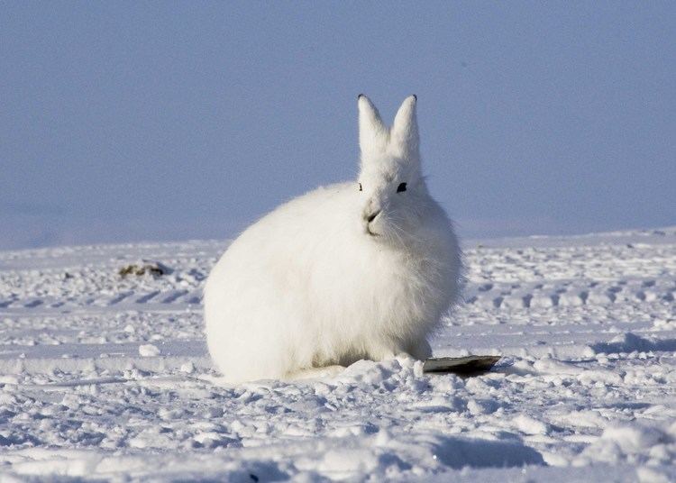 Arctic hare Arctic Hare Pictures Diet Breeding Life Cycle Facts Habitat