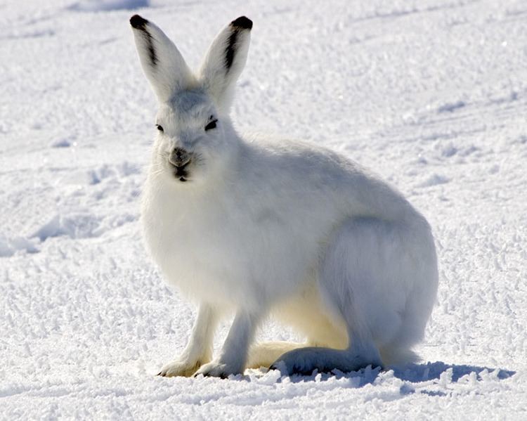 Arctic hare httpsuploadwikimediaorgwikipediacommonsee
