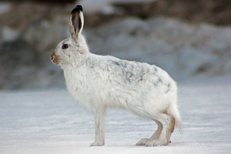 Arctic hare Arctic Hare Facts and Adaptations Lepus arcticus