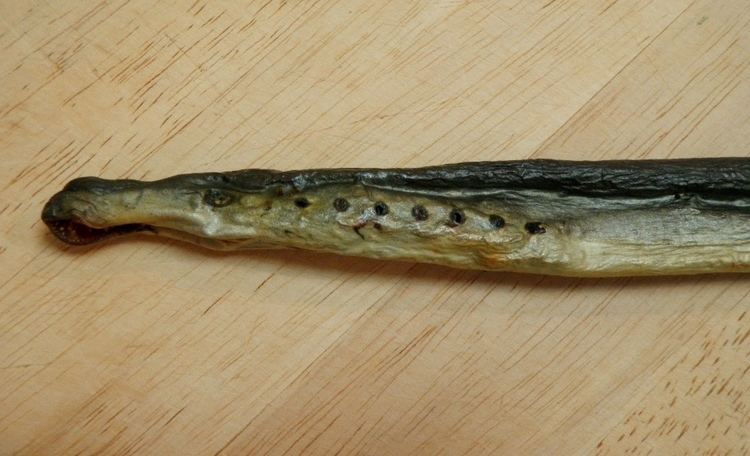 Arctic lamprey FileStockfish of arctic lamprey Lethenteron japonicumjpg