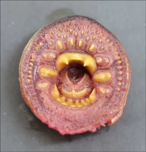 Arctic lamprey Why these mysterious bloodsucking fish fell from the Alaskan sky