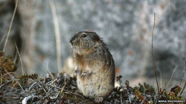 Arctic lemming BBC Nature Ice Age warmth wiped out lemmings study finds