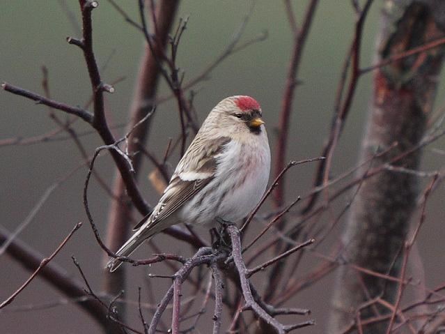 Arctic redpoll North East Birder Ramlings 1st winter male Coues39 Arctic Redpoll