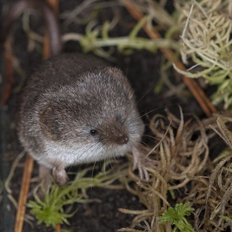 Arctic shrew Sorex arcticus details Forestventurecom