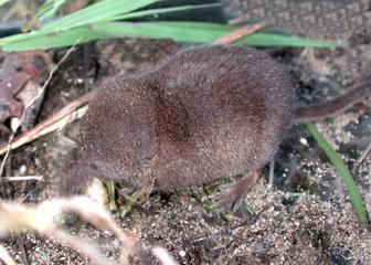 Arctic shrew Shrews Arctic Shrew Informaion and Picture