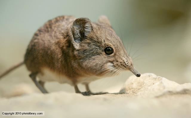 Arctic shrew Mammalogy Exam 2 Biology 548 with Dumont at University of