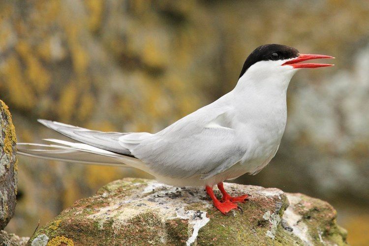 Arctic tern Images of Arctic Terns