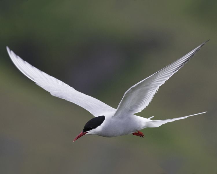 Arctic tern Arctic Tern Audubon Field Guide