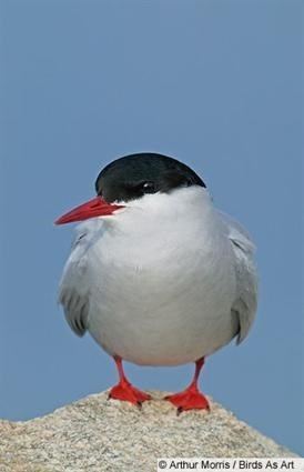Arctic tern httpswwwallaboutbirdsorgguidePHOTOLARGEAM