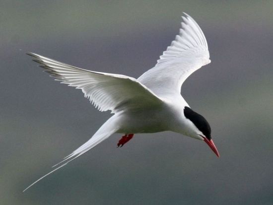 Arctic tern Arctic Tern BirdForum Opus