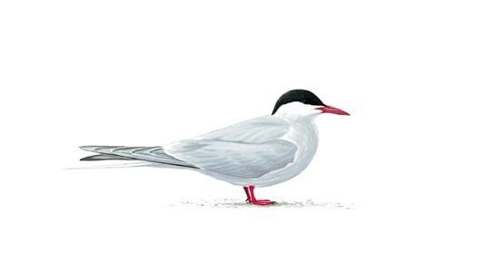 Arctic tern The RSPB Arctic tern