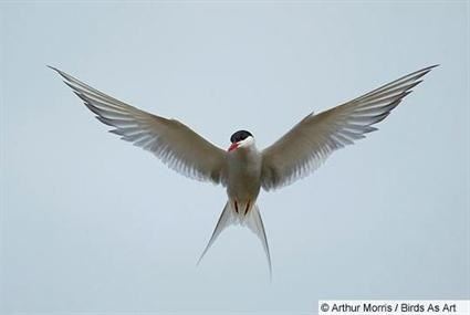Arctic tern Arctic Tern Identification All About Birds Cornell Lab of