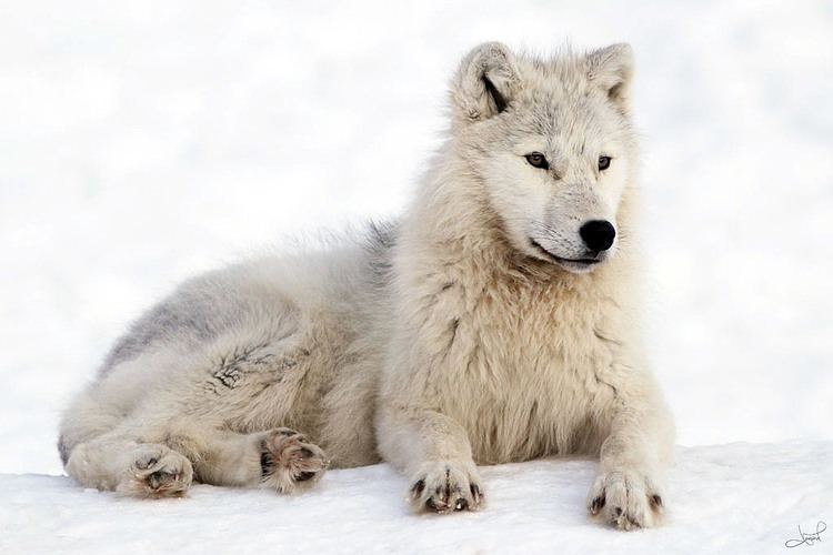 Arctic wolf Arctic Wolf Facts and Adaptations Canis lupus