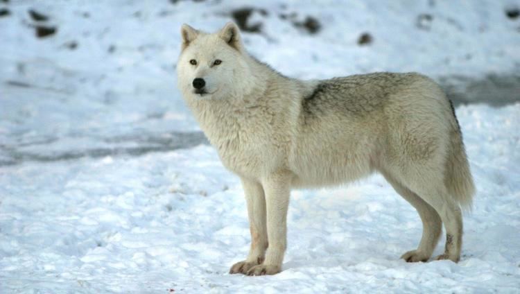Arctic wolf Arctic Wolf Wallpapers Wallpaper Cave