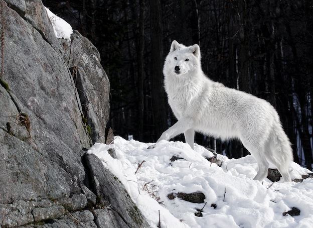 Arctic wolf Arctic Wolf Wolf Facts and Information