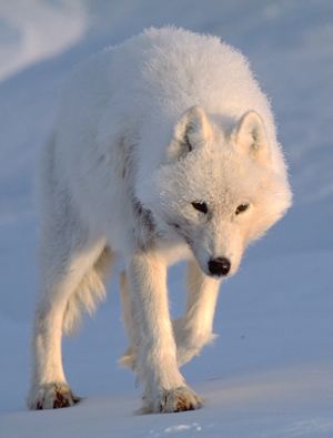 Arctic wolf d2ouvy59p0dg6kcloudfrontnetimgarcticwolf3516
