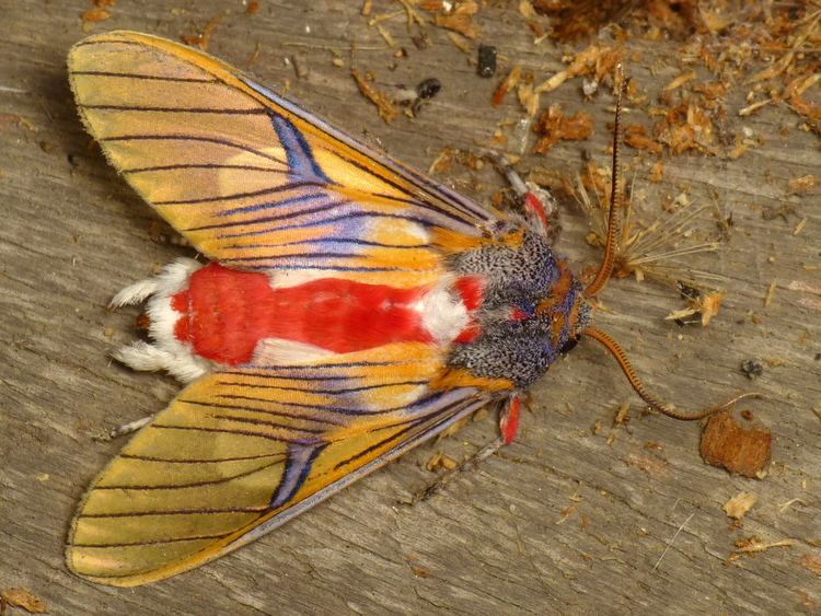 Arctiinae (moth) Tiger moth Idalus erythronota Arctiinae Andreas Kay Flickr