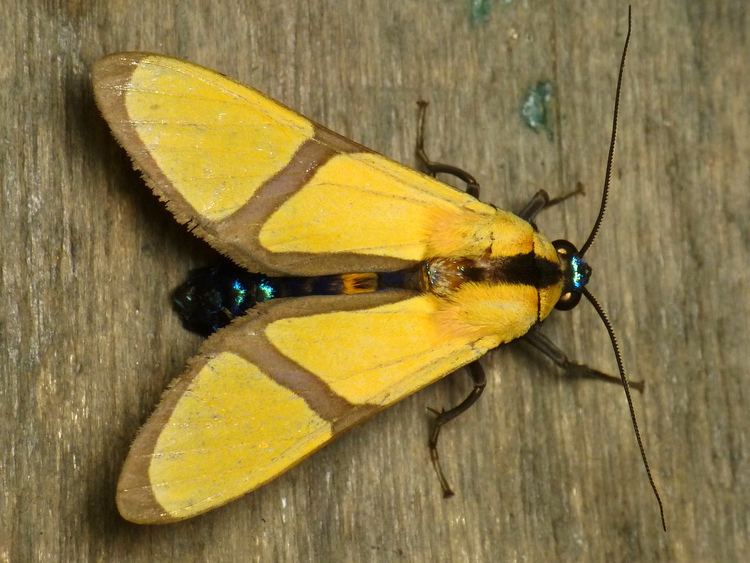 Arctiinae (moth) Tiger moth Ormetica ameoides Arctiinae Erebidae Flickr