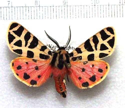 Arctiinae (moth) nitrobiosciarizonaeduzeebbutterfliesfigsmot