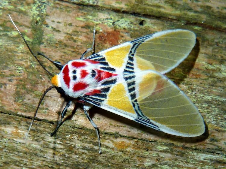 Arctiinae (moth) Tiger moth with clown face Idalus herois Arctiinae Flickr