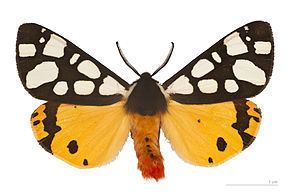 Arctiini (erebid moths) httpsuploadwikimediaorgwikipediacommonsthu