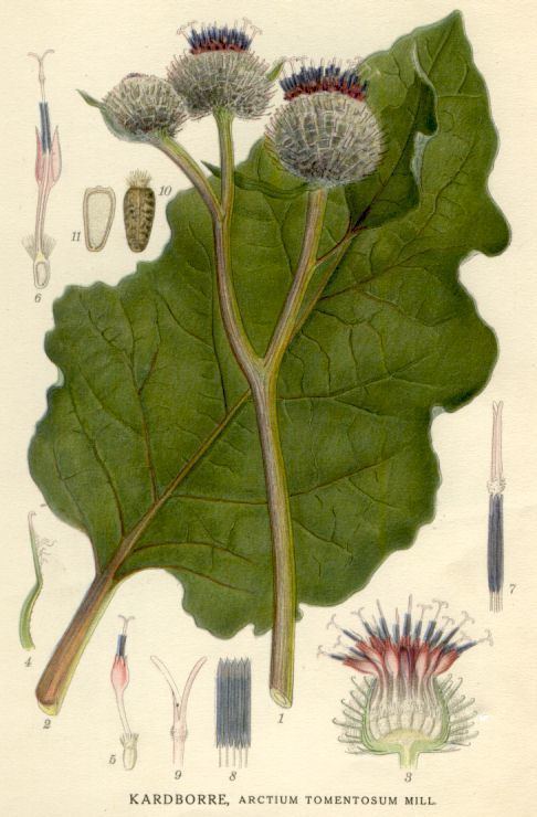 Arctium tomentosum FileArctium tomentosumjpg Wikimedia Commons