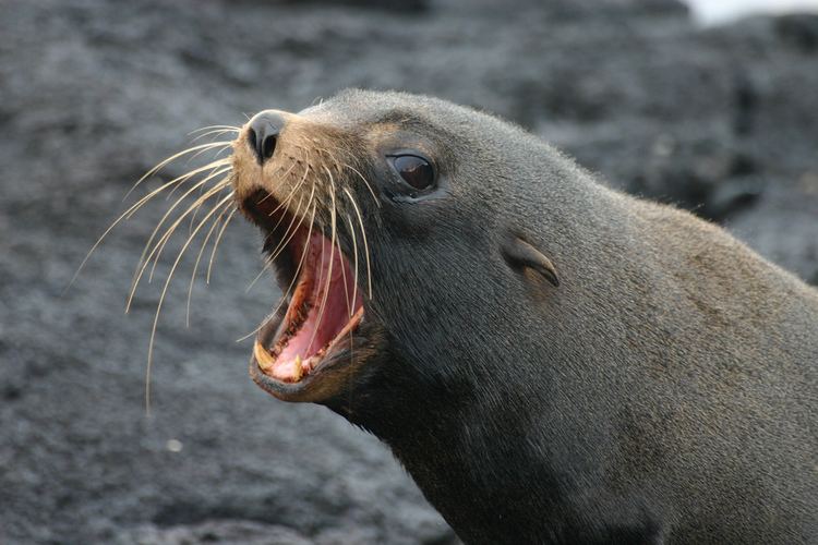 Arctocephalus Galapagos Fur Seal Arctocephalus galapagoensis Ellen Stenard