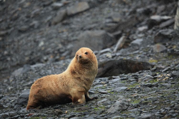 Arctocephalus FileLeucistic Antarctic Fur Seal Arctocephalus gazella in the