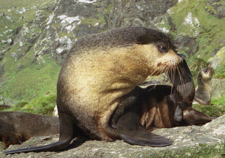 Arctocephalus Subantarctic fur seal Wikipedia