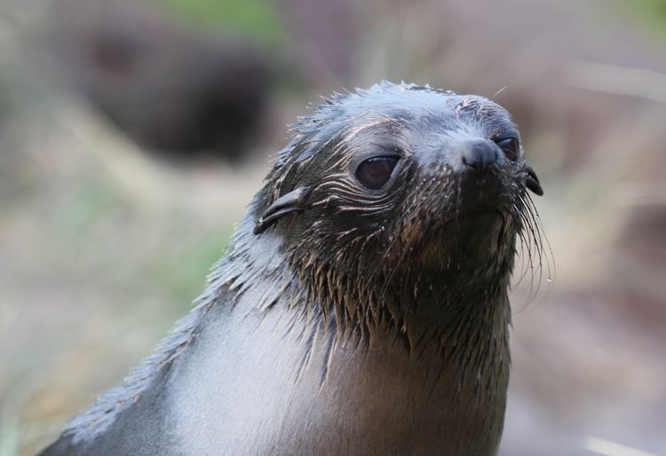 Arctocephalus forsteri FileNew Zealand Fur Seal pup Arctocephalus forsteri portraitjpg