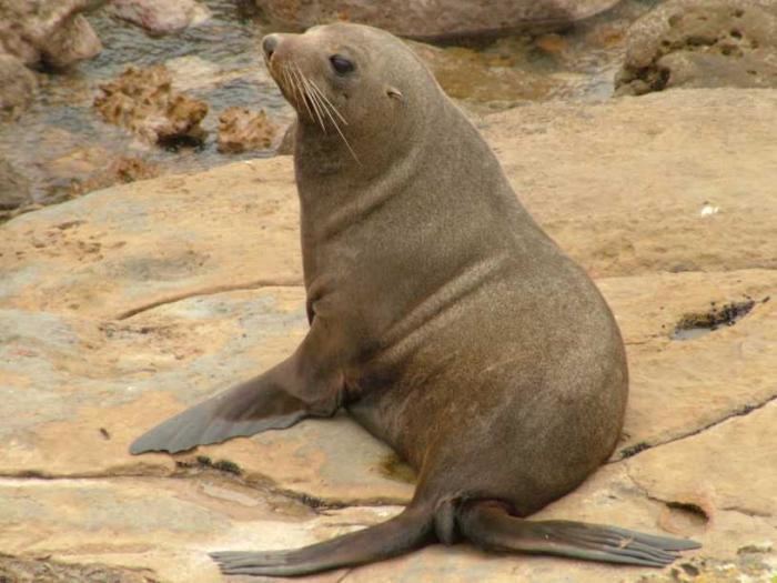 Arctocephalus forsteri Image Arctocephalus forsteri New Zealand Fur Seal BioLibcz