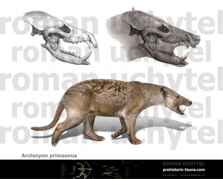 Arctocyon prehistoricfaunacomimagecachedatareconstruct