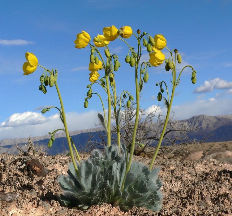 Arctomecon californica FileArctomecon californica 3jpg Wikimedia Commons