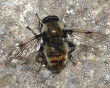 Arctophila (fly) httpsuploadwikimediaorgwikipediacommonsthu