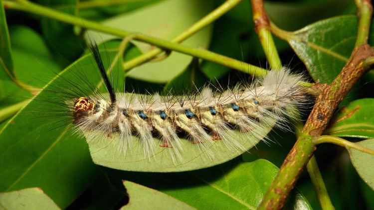 Arctornis Moth Caterpillar possibly Arctornis sp Lymantriinae Er Flickr