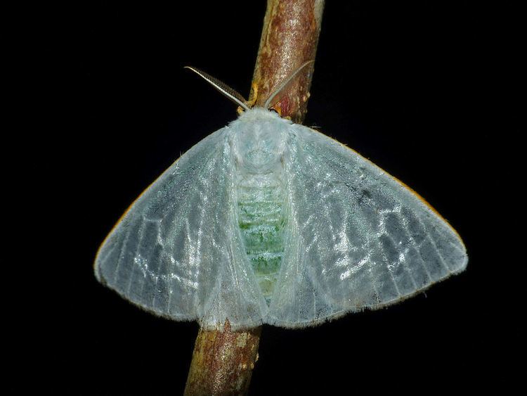 Arctornis FileLymantriid Moth Arctornis sp 15703463942jpg Wikimedia