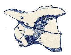 Arctosaurus httpsuploadwikimediaorgwikipediacommonsthu