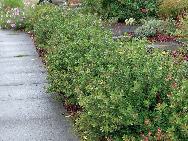 Arctostaphylos Pacific Horticulture Society Arctostaphylos for Pacific Northwest