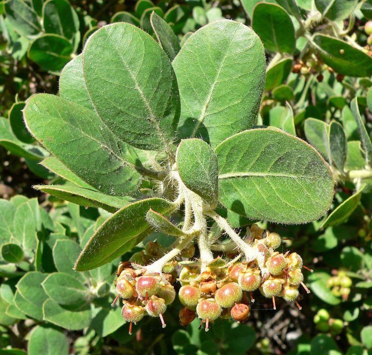 Arctostaphylos confertiflora uploadwikimediaorgwikipediacommons770Arctos