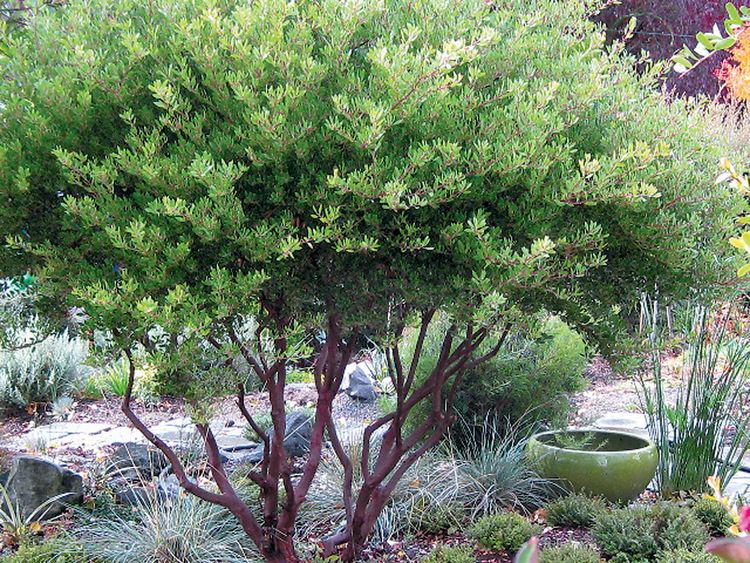 Arctostaphylos Pacific Horticulture Society Arctostaphylos for Pacific Northwest