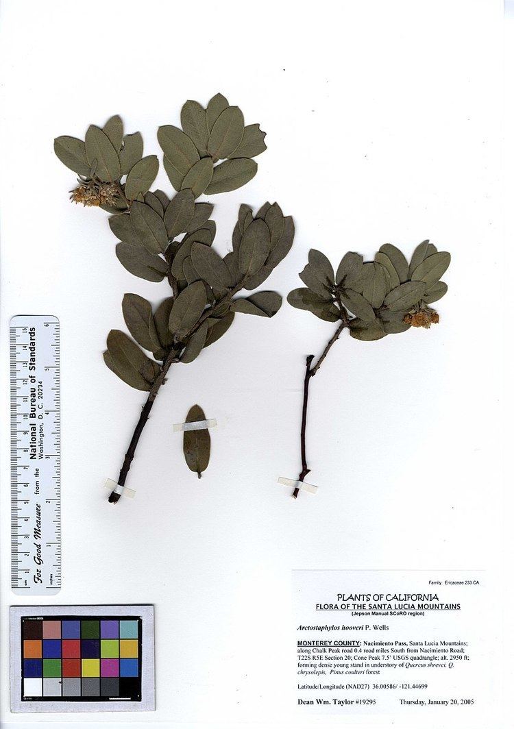 Arctostaphylos hooveri