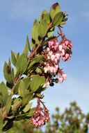 Arctostaphylos montereyensis calphotosberkeleyeduimgs128x192000000000111